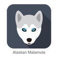 Siberian Husky baby`s face, Alaskan Malamute vector illustrator