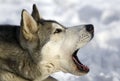 Siberian husky barking