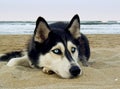 Siberian Husky on the beach Royalty Free Stock Photo