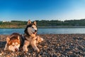 Siberian husky on the beach. Landscape of warm summer evening with beautiful husky dogs