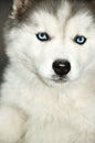 Siberian Husky blue eyes Royalty Free Stock Photo