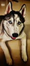 Siberian husky blueeyeshusky cutedog in India Royalty Free Stock Photo