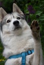 Siberian husky breed dog with a serious look votes