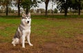 Siberian husky with brown eyes sits and looks ahead. Bright green trees and grass in the background. Copy space