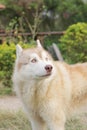 siberian husky brown and white staring at something Royalty Free Stock Photo