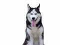 Siberian Husky Champ, sitting in front Royalty Free Stock Photo