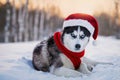 Siberian husky in a Christmas Santa Claus hat and a red scarf lies in the snow in winter Royalty Free Stock Photo