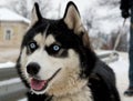 Siberian husky in the city