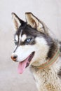 Siberian Husky Royalty Free Stock Photo