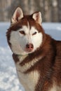 Siberian Husky close-up, portrait in the snow. A husky with multicolored eyes . Love for pets