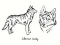 Siberian Husky collection standing side view and head. Ink black and white doodle drawing