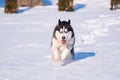 Siberian Husky conquers snowdrifts Royalty Free Stock Photo