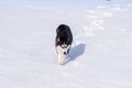 Siberian Husky conquers snowdrifts Royalty Free Stock Photo