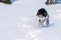 Siberian Husky conquers snowdrifts Royalty Free Stock Photo