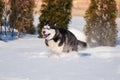 Siberian Husky conquers snowdrifts Royalty Free Stock Photo