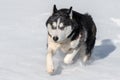 Siberian Husky conquers snowdrifts Royalty Free Stock Photo