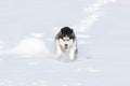 Siberian Husky conquers snowdrifts Royalty Free Stock Photo