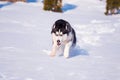 Siberian Husky conquers snowdrifts Royalty Free Stock Photo