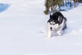 Siberian Husky conquers snowdrifts Royalty Free Stock Photo