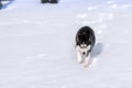 Siberian Husky conquers snowdrifts Royalty Free Stock Photo