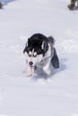 Siberian Husky conquers snowdrifts Royalty Free Stock Photo