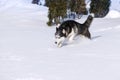 Siberian Husky conquers snowdrifts Royalty Free Stock Photo