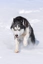 Siberian Husky conquers snowdrifts Royalty Free Stock Photo