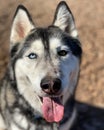 A Siberian Husky with a dirty face, who has two different colored eyes.