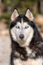 Siberian husky dog Royalty Free Stock Photo