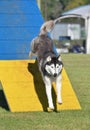 Siberian Husky at Dog Agility Trial