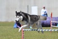 Siberian Husky at a Dog Agility Trial Royalty Free Stock Photo