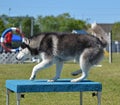 Siberian Husky at Dog Agility Trial Royalty Free Stock Photo