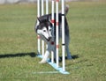 Siberian Husky at Dog Agility Trial Royalty Free Stock Photo