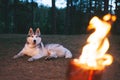 Siberian husky dog on the background of a blazing fire from a Swedish candle logs