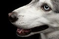 Siberian Husky Dog on Black Background Royalty Free Stock Photo