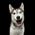 Siberian Husky Dog on Black Background Royalty Free Stock Photo