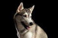 Siberian Husky Dog on Black Background Royalty Free Stock Photo