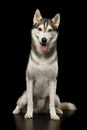Siberian Husky Dog on Black Background Royalty Free Stock Photo