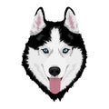 Siberian husky dog