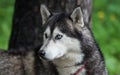 Siberian husky dog black and white color with blue and brown eyes Royalty Free Stock Photo