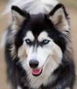 Siberian Husky dog breed. Royalty Free Stock Photo