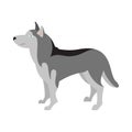 Siberian husky dog breed Royalty Free Stock Photo