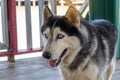 Siberian Husky,Dog breed Siberian Husky crouch rests on the wooden floor Royalty Free Stock Photo