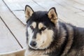 Siberian Husky,Dog breed Siberian Husky crouch rests on the wooden floor Royalty Free Stock Photo