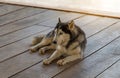Siberian Husky,Dog breed Siberian Husky crouch rests on the wooden floor Royalty Free Stock Photo