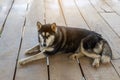 Siberian Husky,Dog breed Siberian Husky crouch rests on the wooden floor Royalty Free Stock Photo