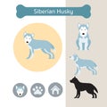 Siberian Husky Dog Breed Infographic