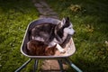 Siberian husky dog ang cat lies in wheelbarrow curled up, Handsome Pets in garden.