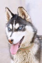 Siberian Husky Dog Royalty Free Stock Photo