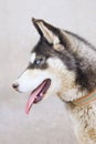 Siberian Husky Dog Royalty Free Stock Photo